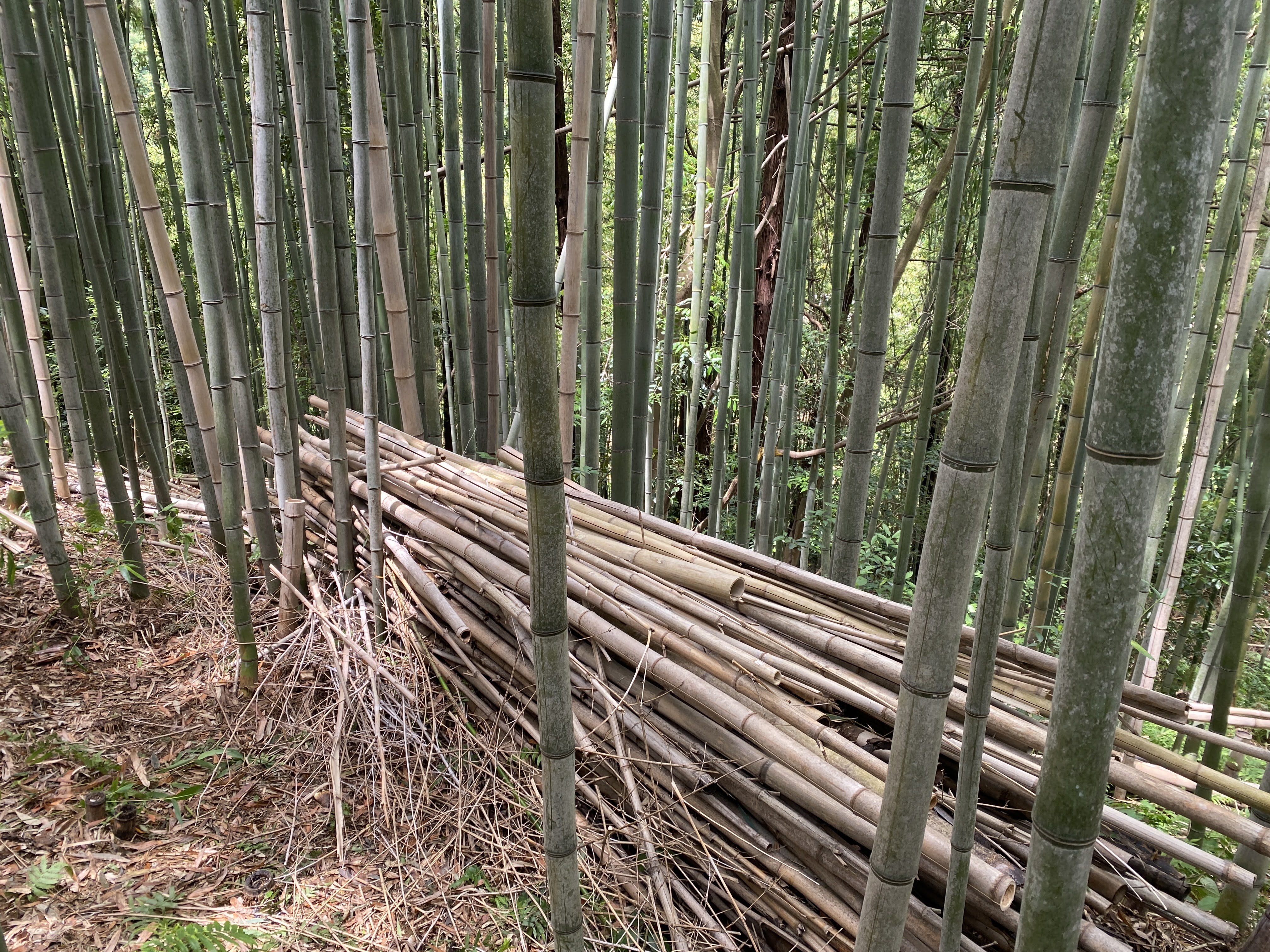 小田原市小竹の竹林