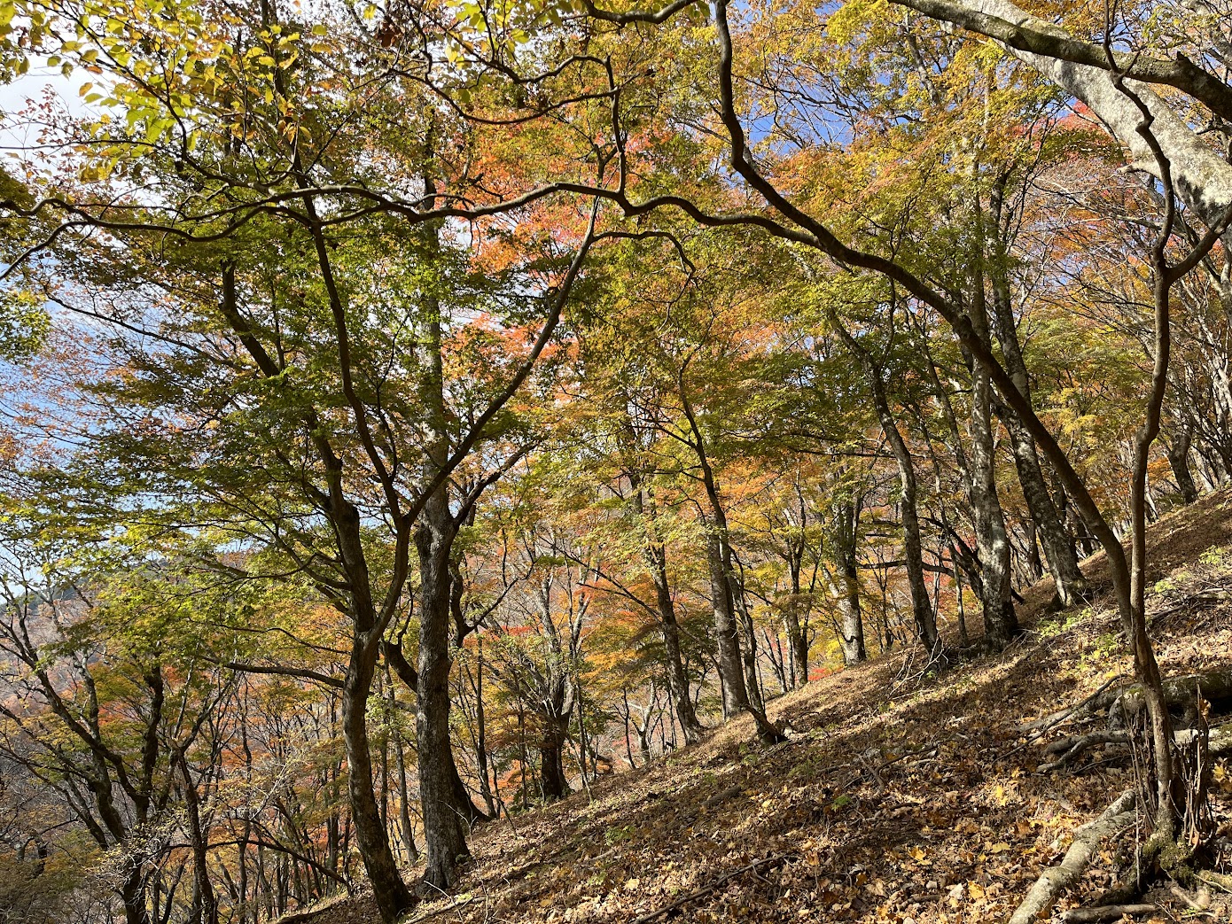 自然保護部山行　檜岳（ひのきだっか）