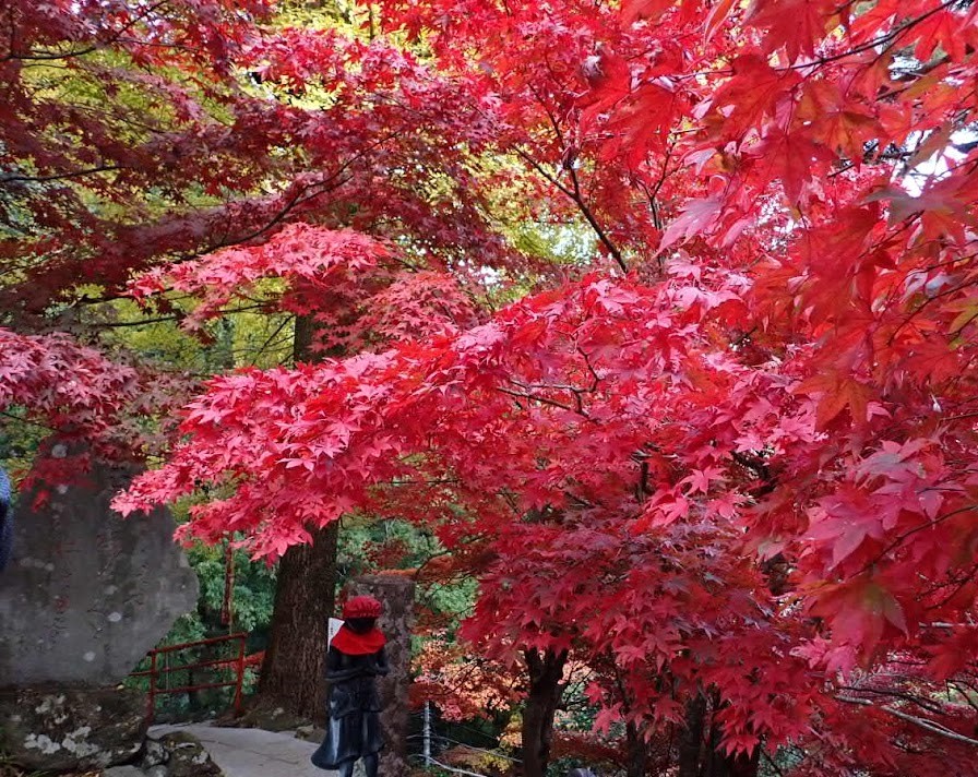 梅ノ木尾根～大山
