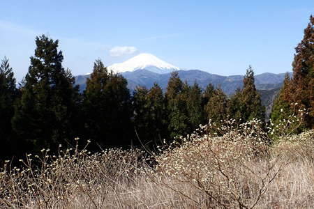 2016.03.18 ミツバ岳、距離：26km<br />ミツマタの咲く山から眺める富士山