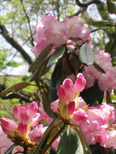 石楠立上の石楠花２