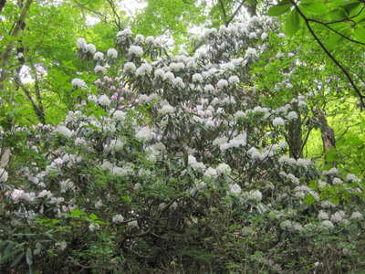 涸沢分岐付近の白い石楠花