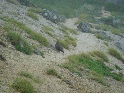 甲斐駒山頂直下で雷鳥に遭遇