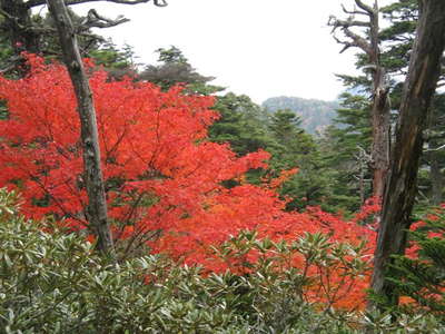 真っ赤な紅葉