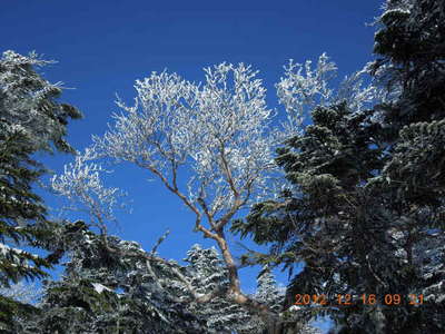 箕冠山頂近くの樹氷