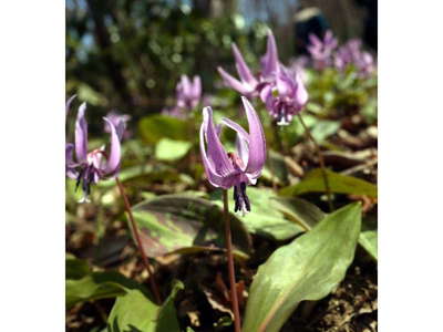 六万騎山のカタクリの花