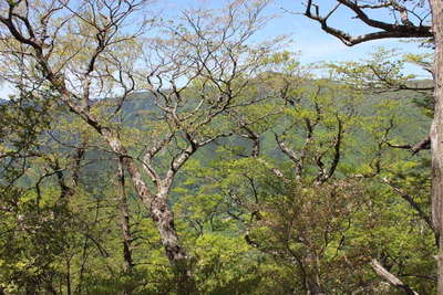 新緑の先に京丸山