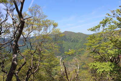 新緑の先に京丸山