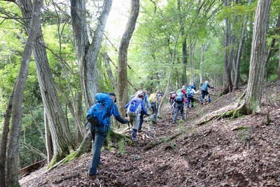 倉岳山北東尾根下部を行く