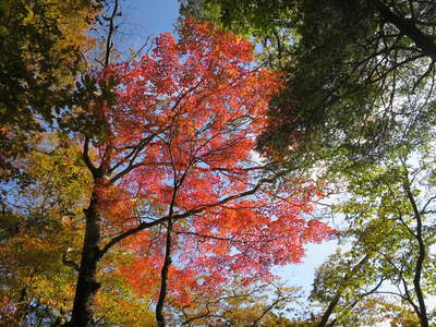 鮮やかな紅葉