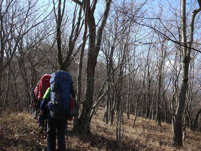 木々の向こうに富士山