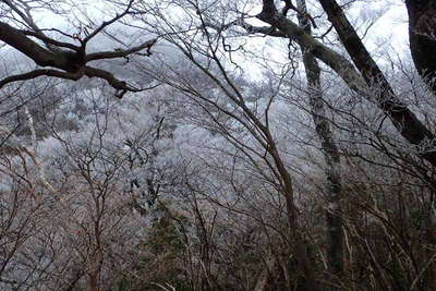 樹氷の中を登って