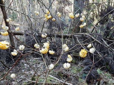 山の花（ミツマタ） 