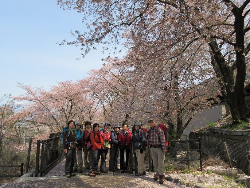 駅前の甚六桜