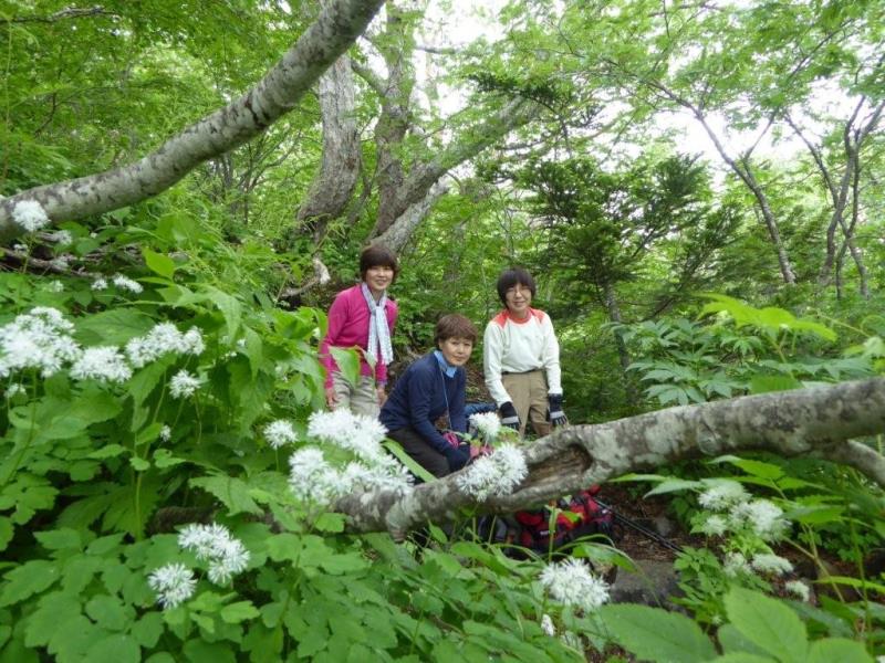 焼走りコースのカラマツソウ 