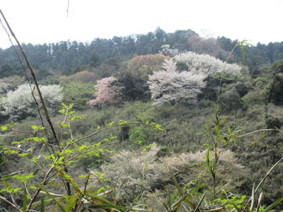 満開の桜 