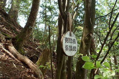 イワウチワの群生地