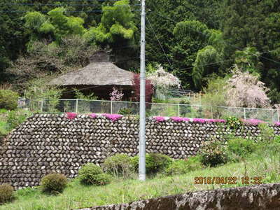 奥山付近の民家の花