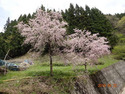 奥山の桜