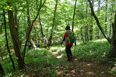 緑に包まれた登山道