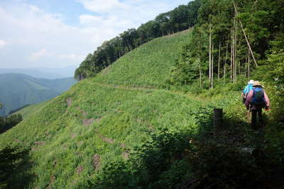 笛吹峠みち伐採跡 