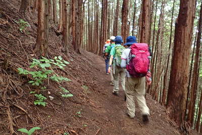 樹林帯の登山道