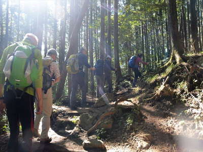 登りは山頂まで杉木立の中 