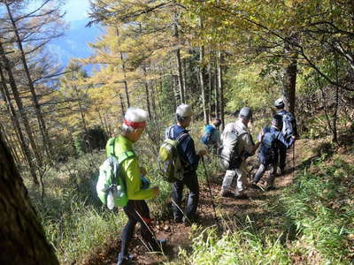 紅葉が始まった落葉松を見ながら下山 