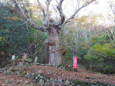 安住坊の栃の古木 