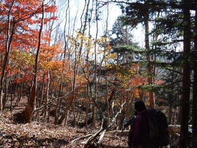 紅葉の樹林帯を行く 