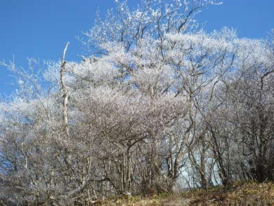 三つ峠山頂霧氷