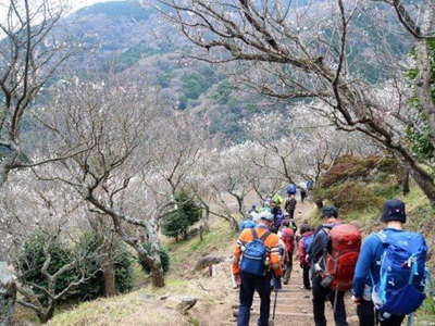 梅林の美しい幕山公園 