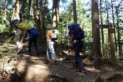 杉林の登山道