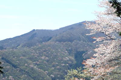 ヤマツツジの先に棒ノ折山