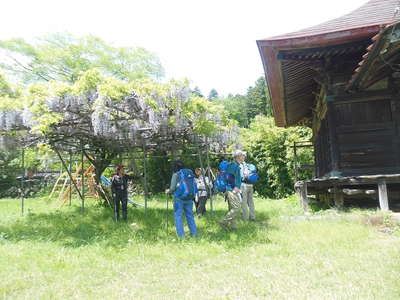 楞厳寺薬師堂の藤棚で憩う