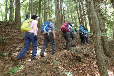 樹林帯の中の登り 