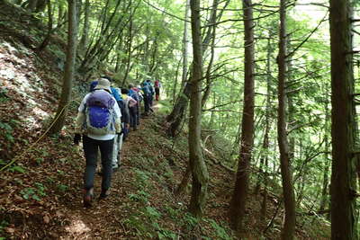 緑に包まれた登山道 