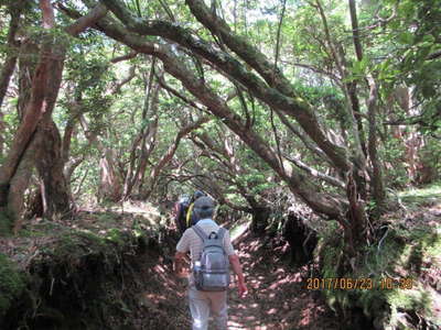 馬酔木のトンネル 