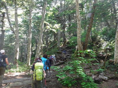 長塀尾根の樹林帯 