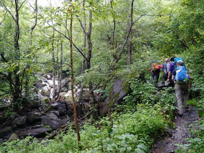 大樺沢沿いの樹林帯 