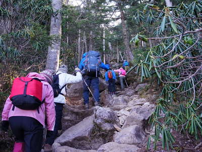 シャクナゲの繁る登山道 