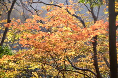 石棚山稜の紅葉 