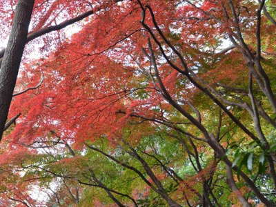 獅子舞の紅葉