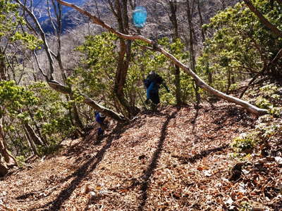 樅の木と馬酔木の急坂を登る 