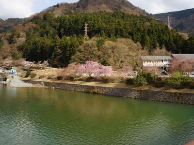 玄倉駐車場の桜