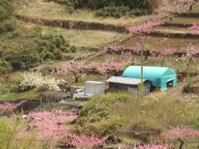 桃源郷の景色