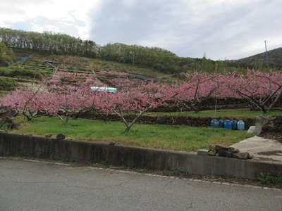 桃の花が満開