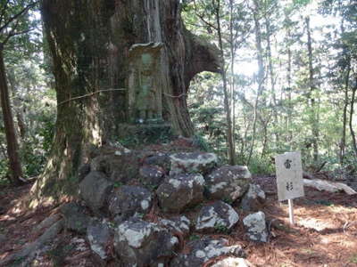 雷杉 