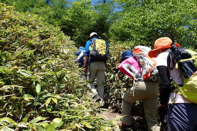 高山植物が咲く登山道 