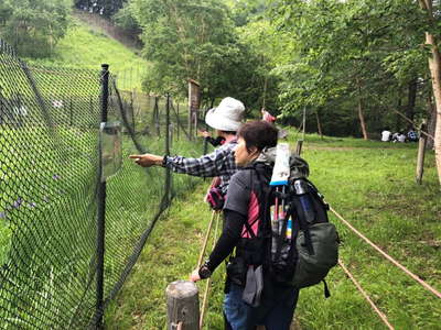 裸山のアヤメ保護柵 